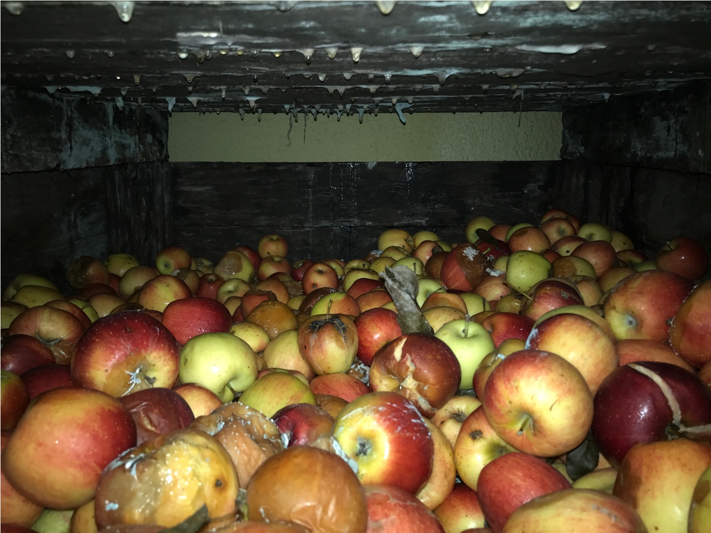 Overripe and decaying apples in a storage facility.